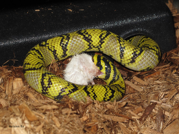 Mandarin rat snake feeding