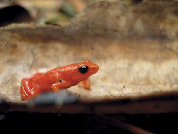 Mantella aurantiaca