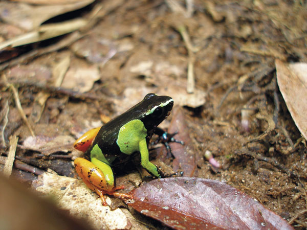 Mantella baroni