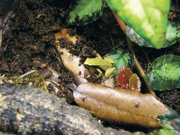 Mantella crocea