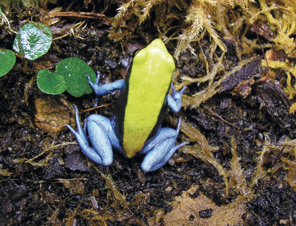 Mantella expectata