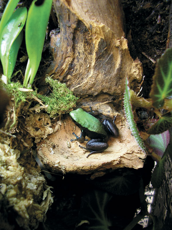 mantella laevigata