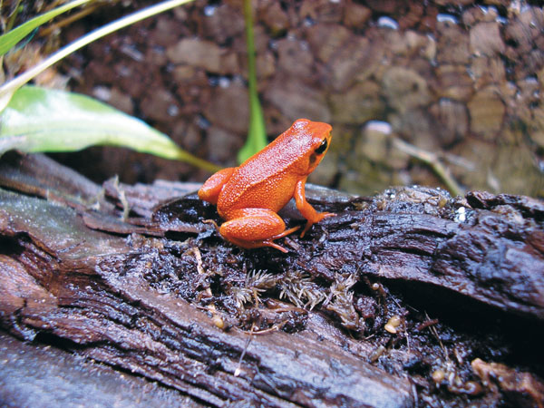 /Mantella milotympan