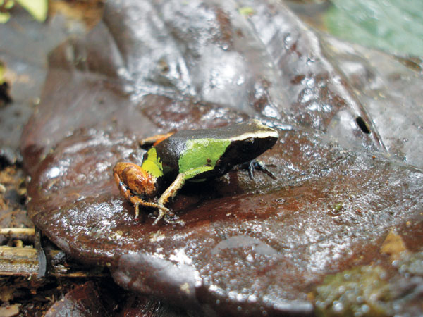 Mantella pulchra