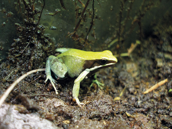 Mantella viridis