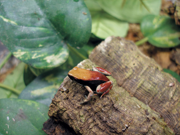 Mantella blushing