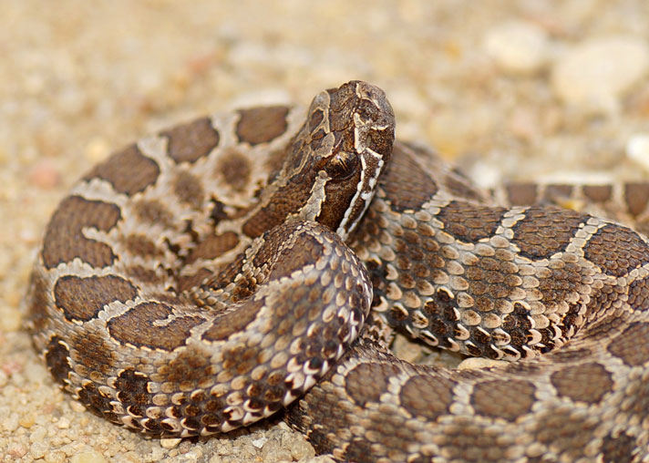 Massasauga rattlesnake