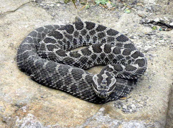 Massasauga rattlesnake