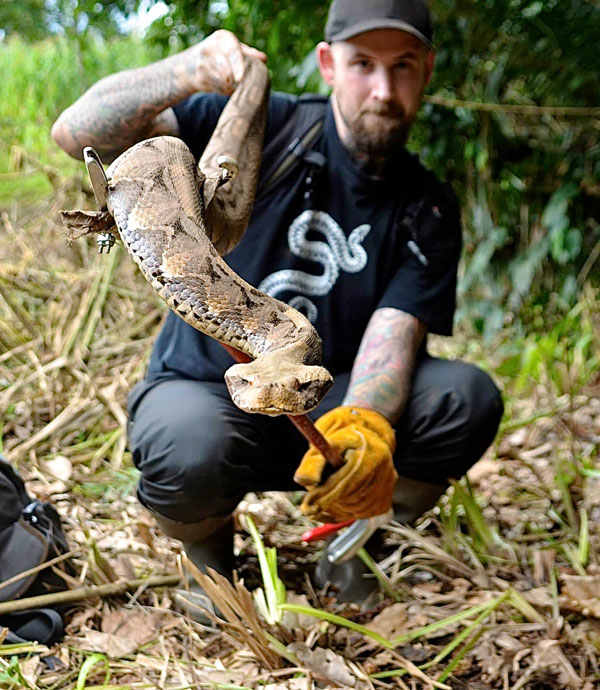 gaboon viper