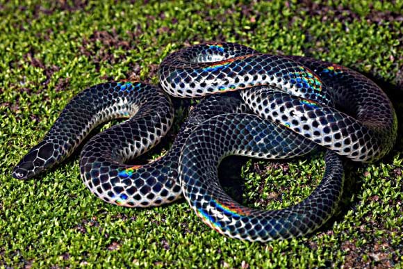 Khaire’s black shieldtail
