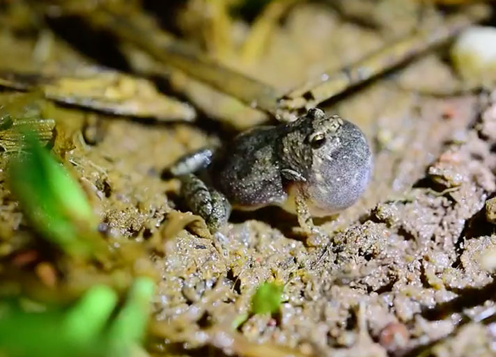 Microhyla kodial