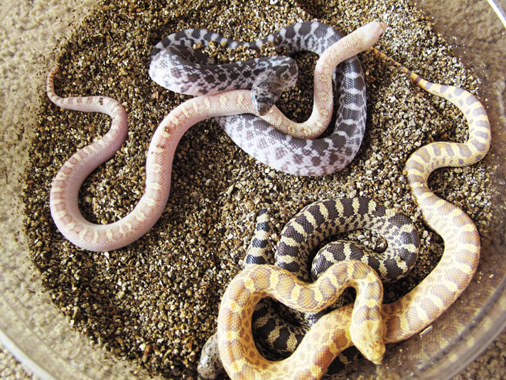 pet snake breed