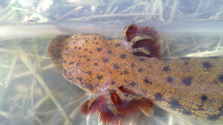 Neuse River waterdog