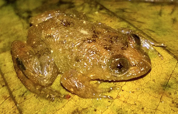 Mewa Singh’s night frog