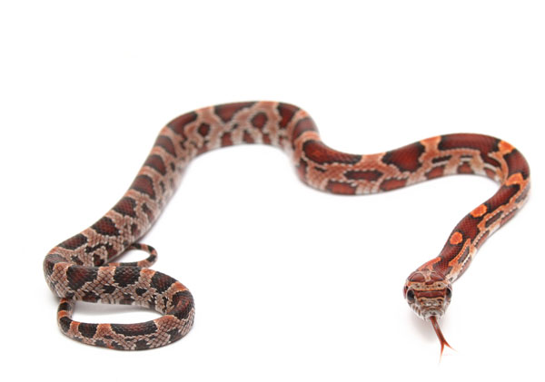 5 Great Beginner Pet Snakes - Reptiles 