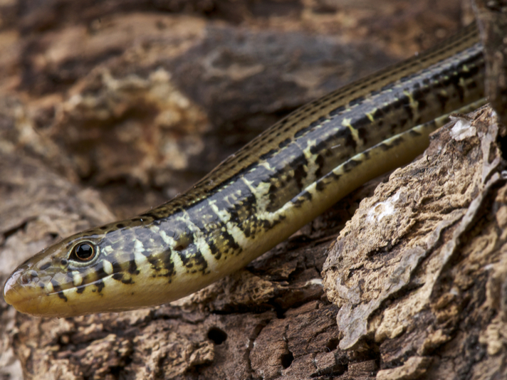 weird looking reptiles