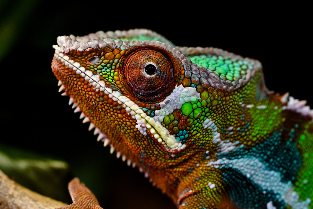 panther chameleon