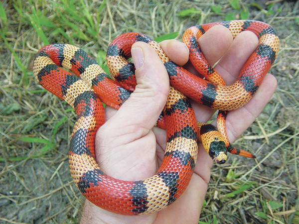 honduran milk snake breeding tips - reptiles magazine