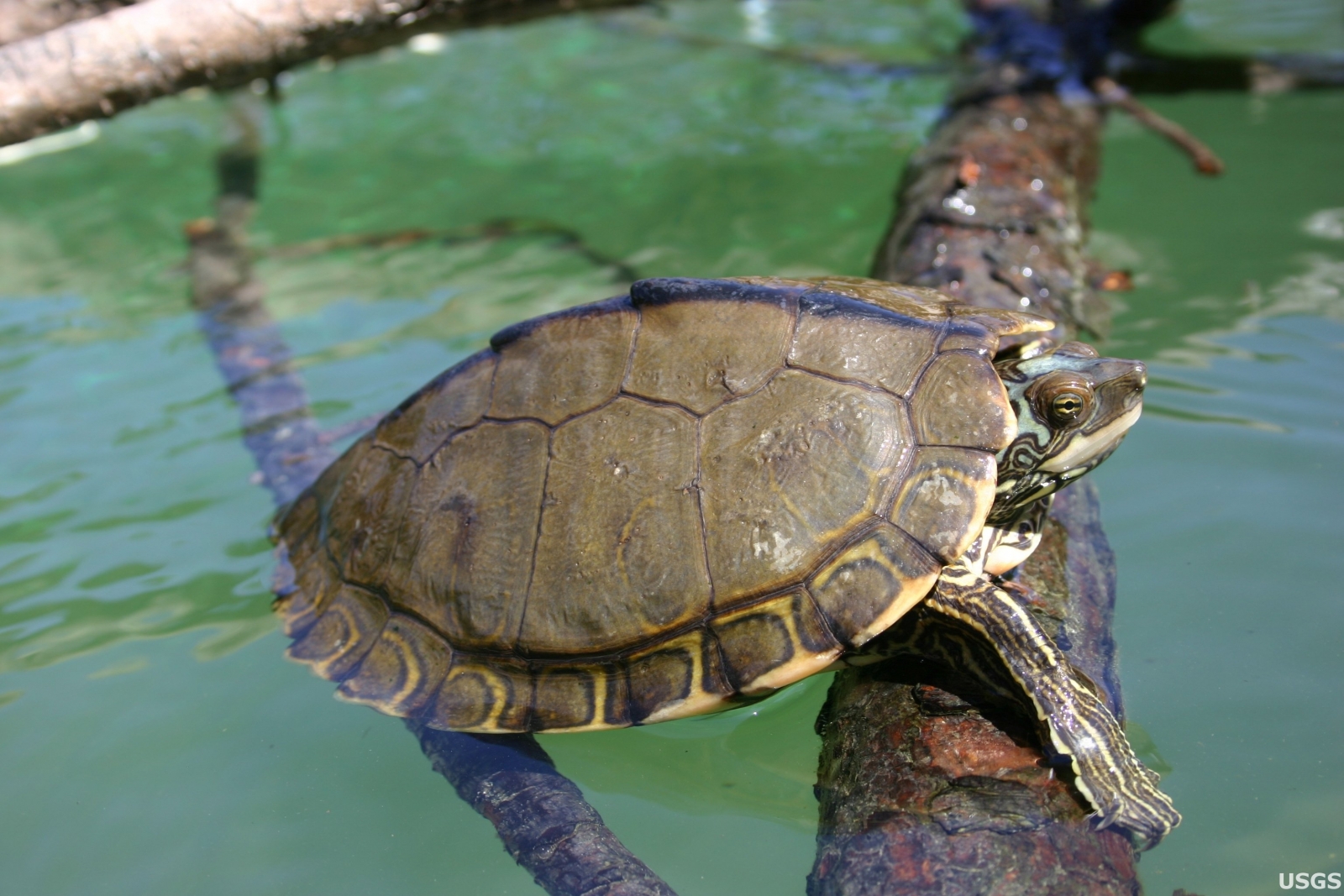 Pearl River Map Turtle