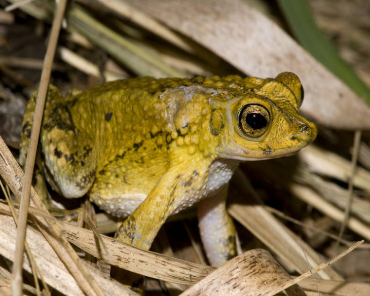 Puerto Rican crested toad