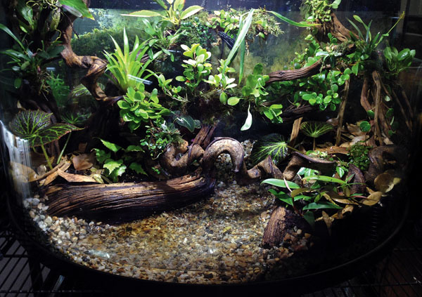 setting up a crested gecko vivarium with live plants