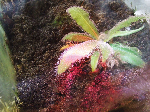 Drosera sundew