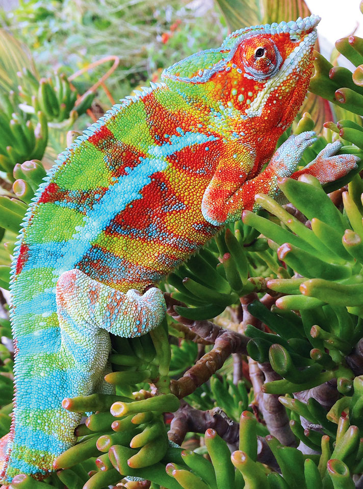 Panther Chameleon Care Information - Reptiles Magazine