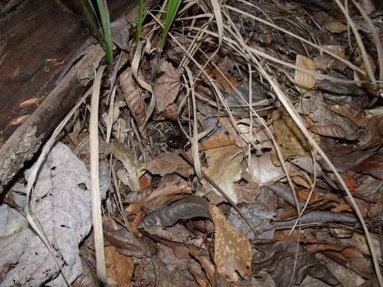 Red hills salamander burrow