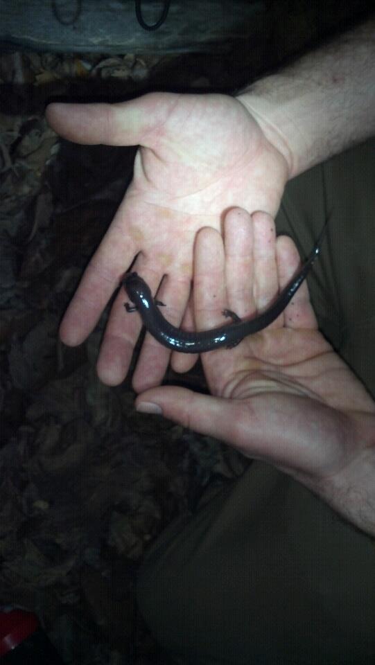 red hills salamander