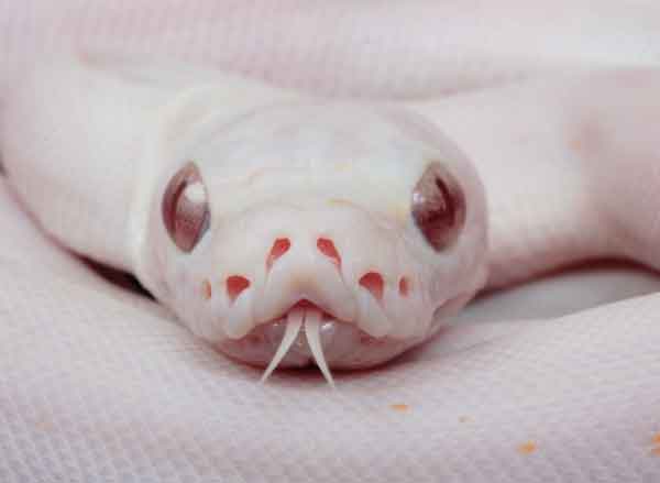 Albino Super Motley Fire