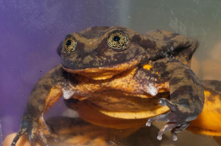 Romeo, The Last Frog Of His Species Seeks Mate Through Match.com