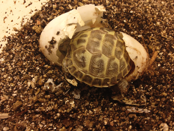 russian tortoise enclosure size