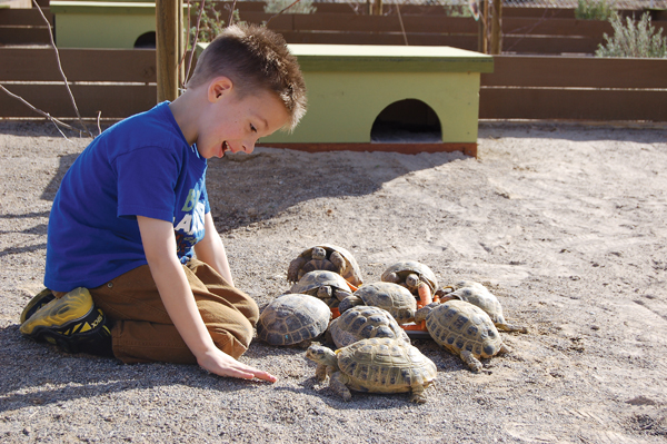 russian tortoise enclosure size
