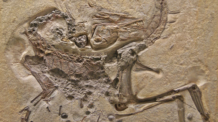 Schoenesmahl dyspepsia inside Compsognathus longipes