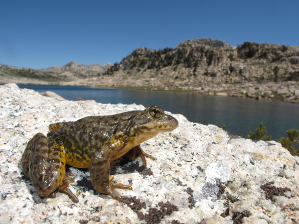 Sierra Nevada Yellow legged frog