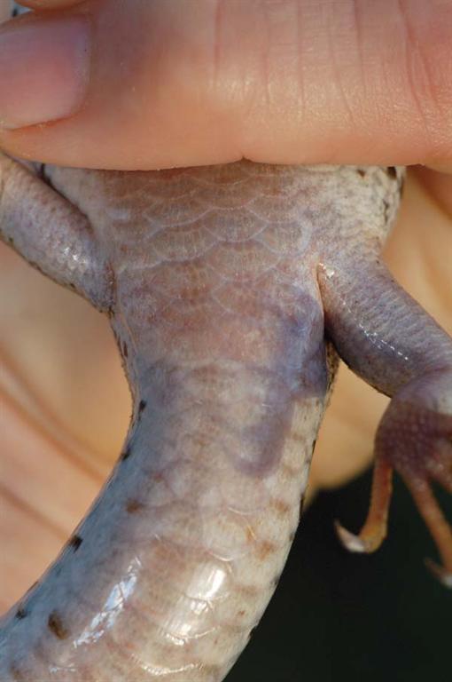 relatively female have a straight tail