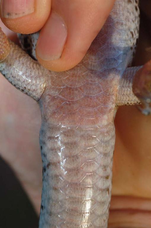 Males have a more prominent tail base and lateral hemipenal protrusions