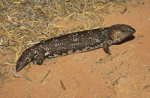 shingleback skink