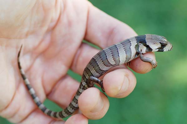 Juvenile pink-tongued skink