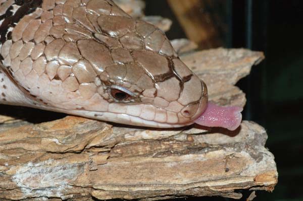 Pink-tongued skinks