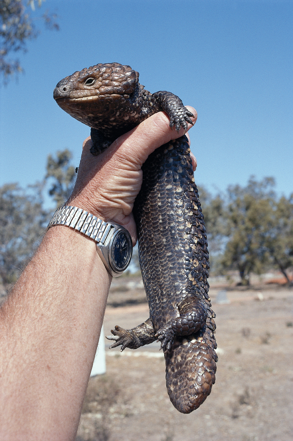 shingleback skink