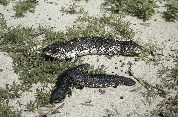 shingleback skink