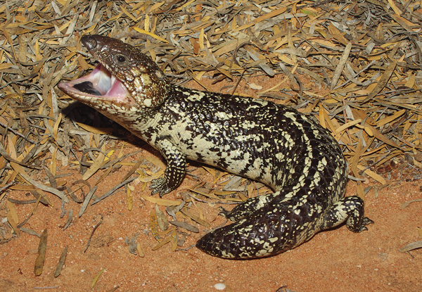 shingleback skink