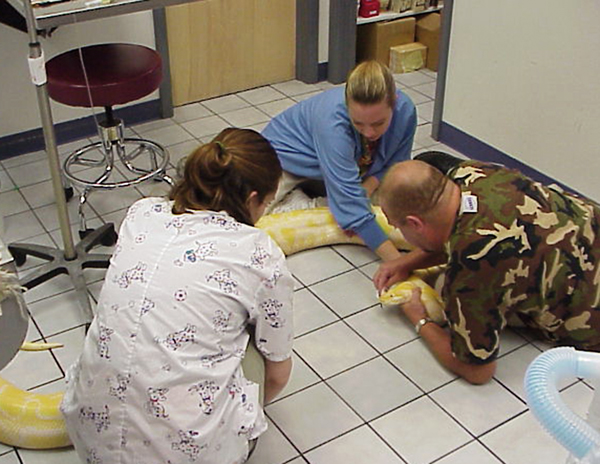 snake exam at vet