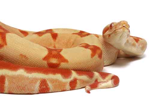 sunglow boa constrictor