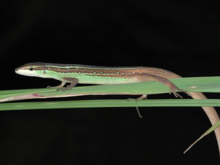 Takydromus sexlineatus