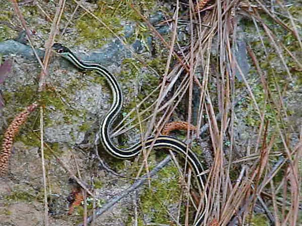 western ribbon snake