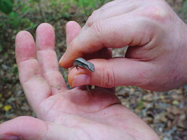 Ground skinks