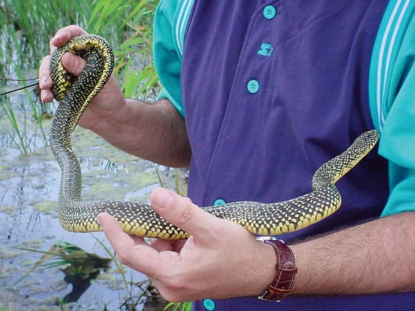 striped kingsnake