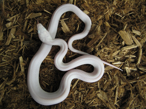 Texas rat snake